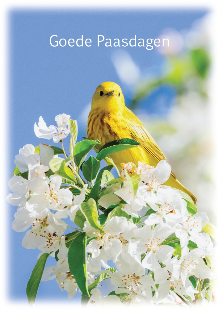 Prentbriefkaart Goede Paasdagen